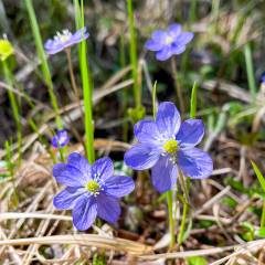 Im frühen Frühling sind die Leberblümchen (blåsippa) mit die ersten Blumen die in Jämtland blühen
